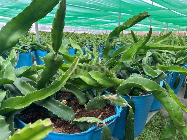 FRUIT DU DRAGON, PITAYA, Plante de fruit du dragon