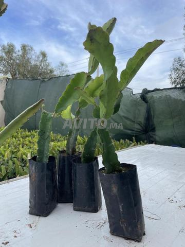 FRUIT DU DRAGON, PITAYA, Plante de fruit du dragon