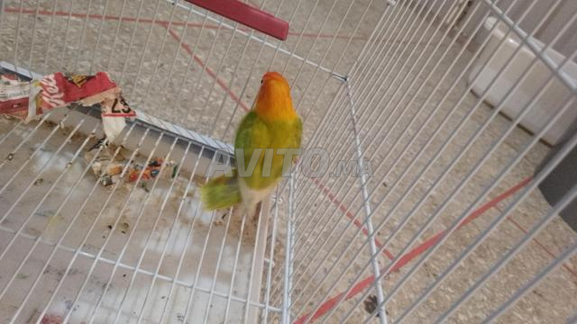 ذكر طيور الحب مع قفص متوسط ​​مجهز
