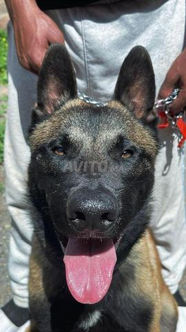 Chien Malinois authentique, intelligent et excellent gardien à vendre