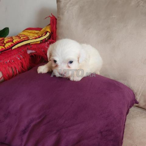 Bichon Maltais - 2