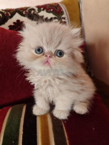 chat persan - 2