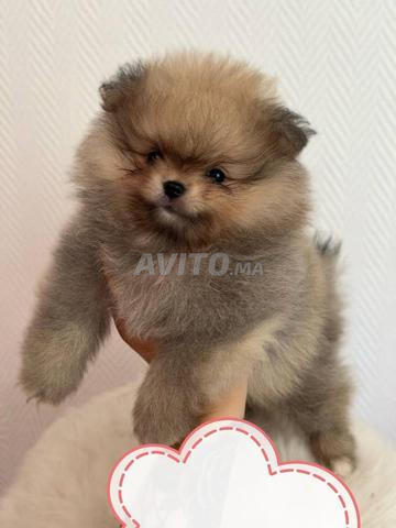Spitz miniature