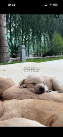 Golden retriever mâle - 2