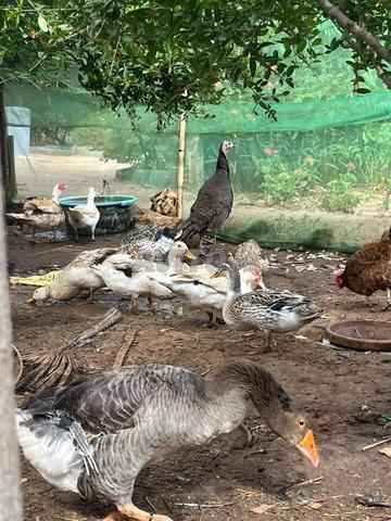 🦆 Lot distinct d'oies et de canards à vendre à des prix raisonnables - 2
