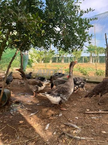 🦆 للبيع قطيع مميز من الأوز والبط بأثمنة مناسبة