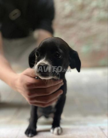 Femelle chihuahua noire - 2