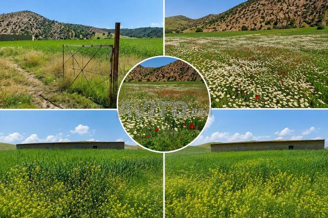 🌿 أرض فلاحية للبيع بموقع مميز قرب سيدي بطاش 🌿