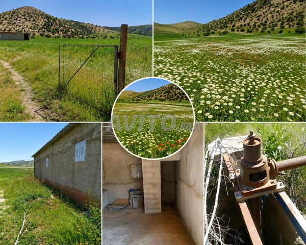 🌿 Terrain agricole à vendre dans un emplacement privilégié près de Sidi Bettach 🌿 - 2