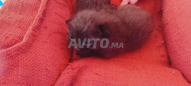 Petits chats à adopter