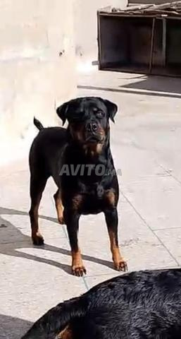 Femelle rottweiler bien dressée - 2