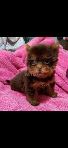 Magnifiques chiots Yorkshire terrier