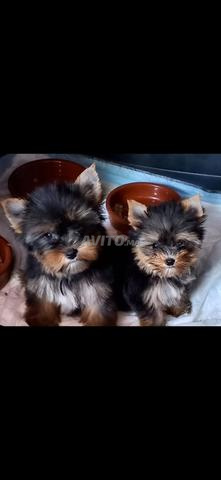 Magnifiques chiots Yorkshire terrier - 2