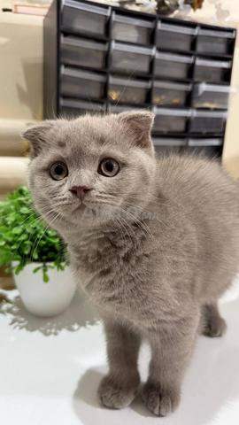Femelle Scottish Fold - 2
