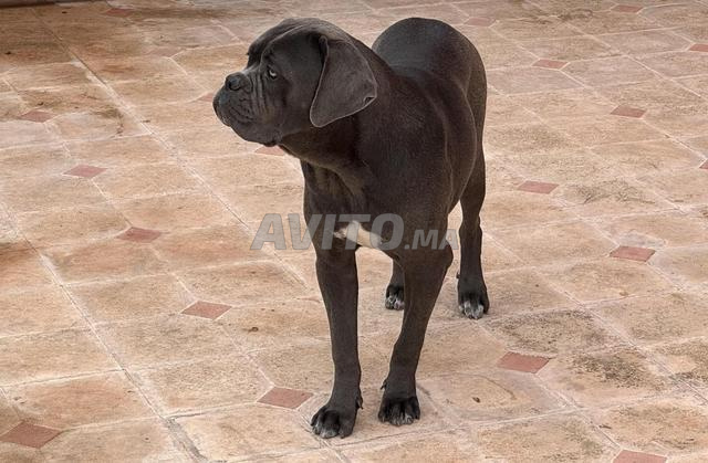 Cane Corso femelle