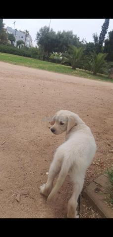 Golden retriever عمره شهرين وأسبوعين - 2