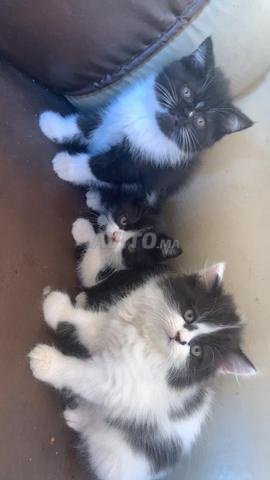 Chat persan