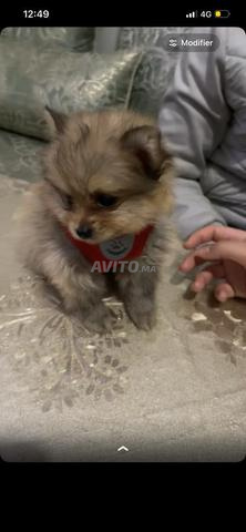 🐶 أنثى كلب شيتزو "إيفا" للبيع - 2