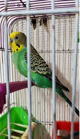 Beaux oiseaux de type perruche âgés de 3,5 ans - 2