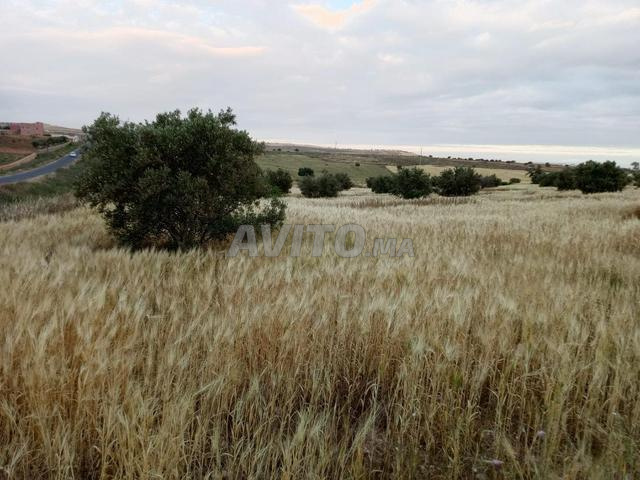 14000 m² sur route goudronnée plantée d'oliviers - 2