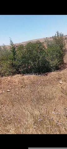 أرض للبيع في بني خيران - 2