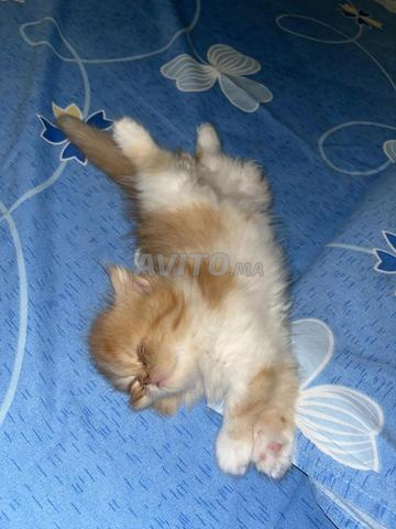 Persan mignon - 2
