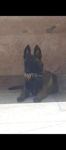 Femelle malinois charboni pure race - 2