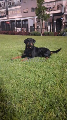 Super femelle rottweiler pure race - 2