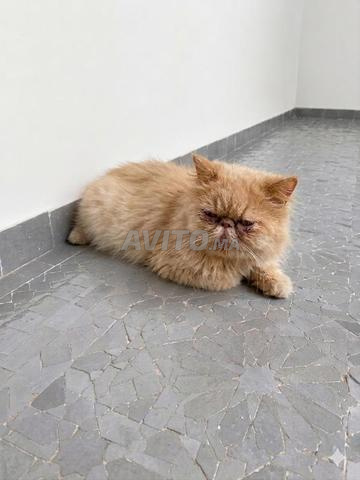 Belle chatte persane adulte à vendre, prix très attractif