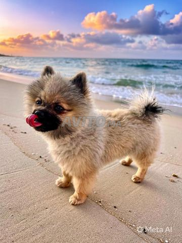 Petit chien Spitz allemand 🐕🐕🐕 - 2