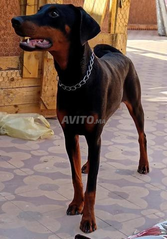 Femelle Doberman pedigree - 2