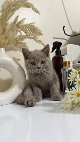 Chaton Scottish Fold et British - 2