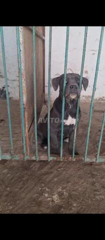 Femelle Cane Corso pedigree - 2