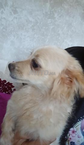 أنثى كلب بومرانيان - 2