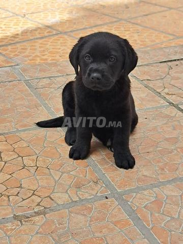 Femelle Labrador