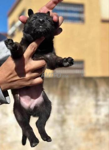 Chiots Malinois Charbonnier à vendre - 2