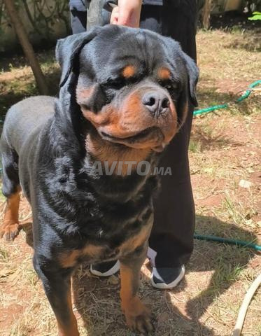 Vente de Rottweilers de Prestige Lignée Timit Tor