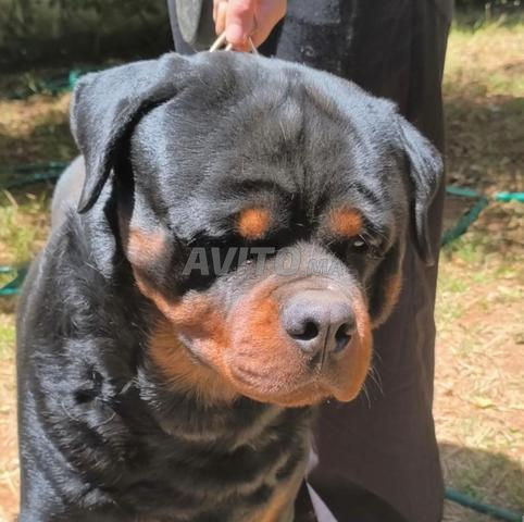 Vente de Rottweilers de Prestige Lignée Timit Tor