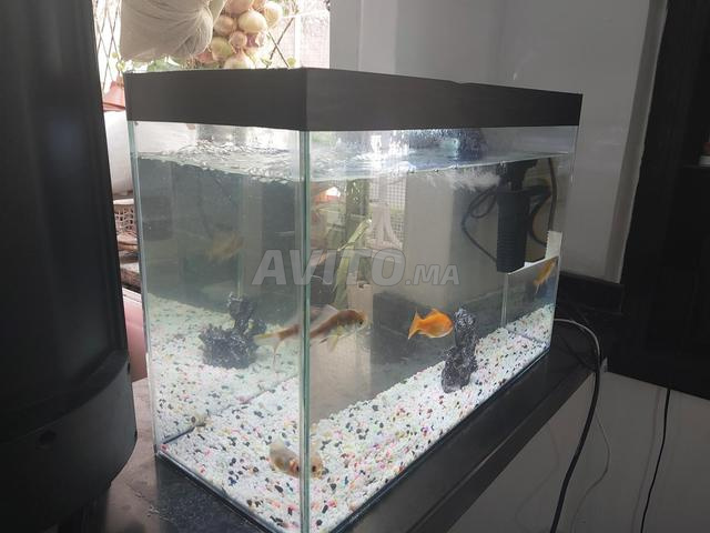 Aquarium encore propre - 2