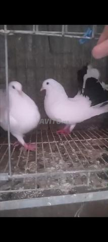 Mostakbal 2 slè - 2