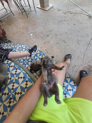 Chiot Malinois - 2