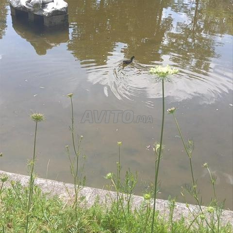 أرض بمساحة 800 متر مربع - 2