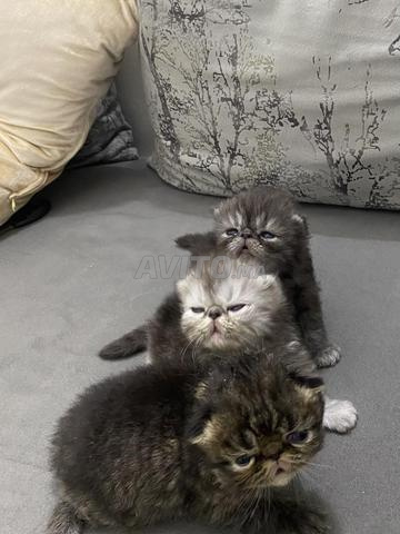 Vente de chats Persans purs et libres - 2