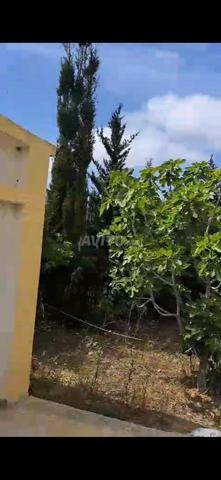 منزل وأرض 2 هكتار في أصيلة، طريق طنجة - 2