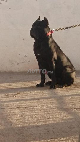 Mâle Cane Corso Noir à vendre - 2