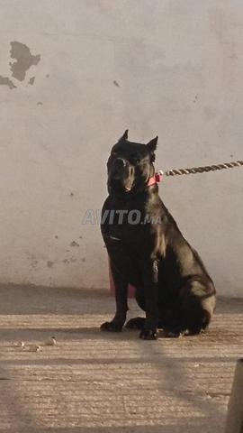 Mâle Cane Corso Noir à vendre