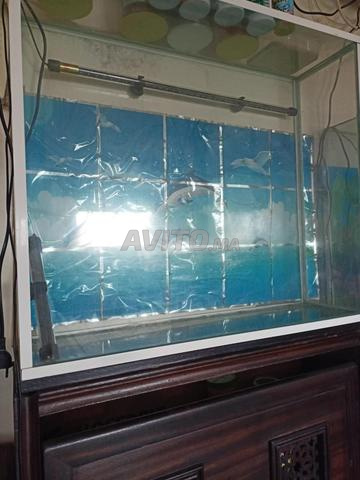 Des aquariums de différentes mesures - 2