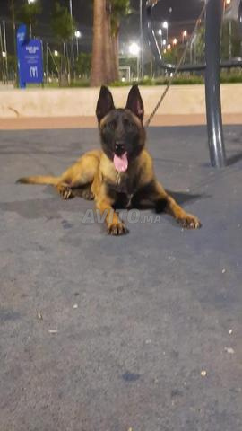 Super mâle Malinois masque noir pure race à vendre