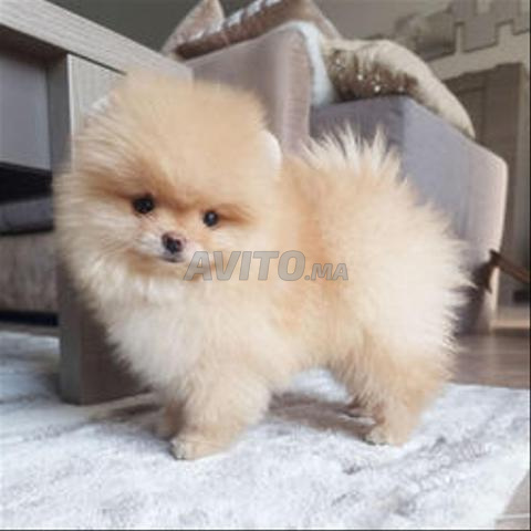 Spitz nain
