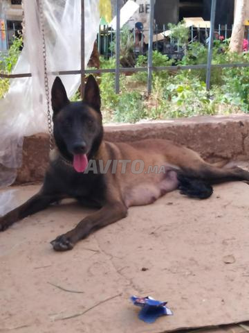 Chiot Malinois Belgique charbon - 2